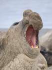 Dominant bull, aggressive posture. Southern elephant seal on Sea Lion Island. Falkland Islands. Art Print